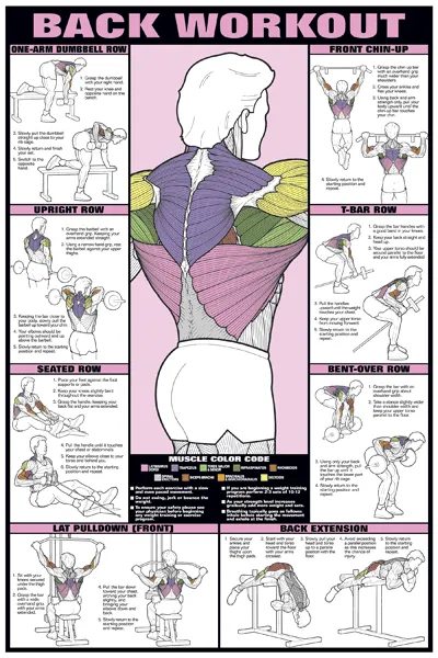 Chart Series II Back Workout Poster