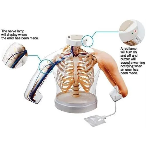 Intramuscular Injection Model of Upper Arm Muscles