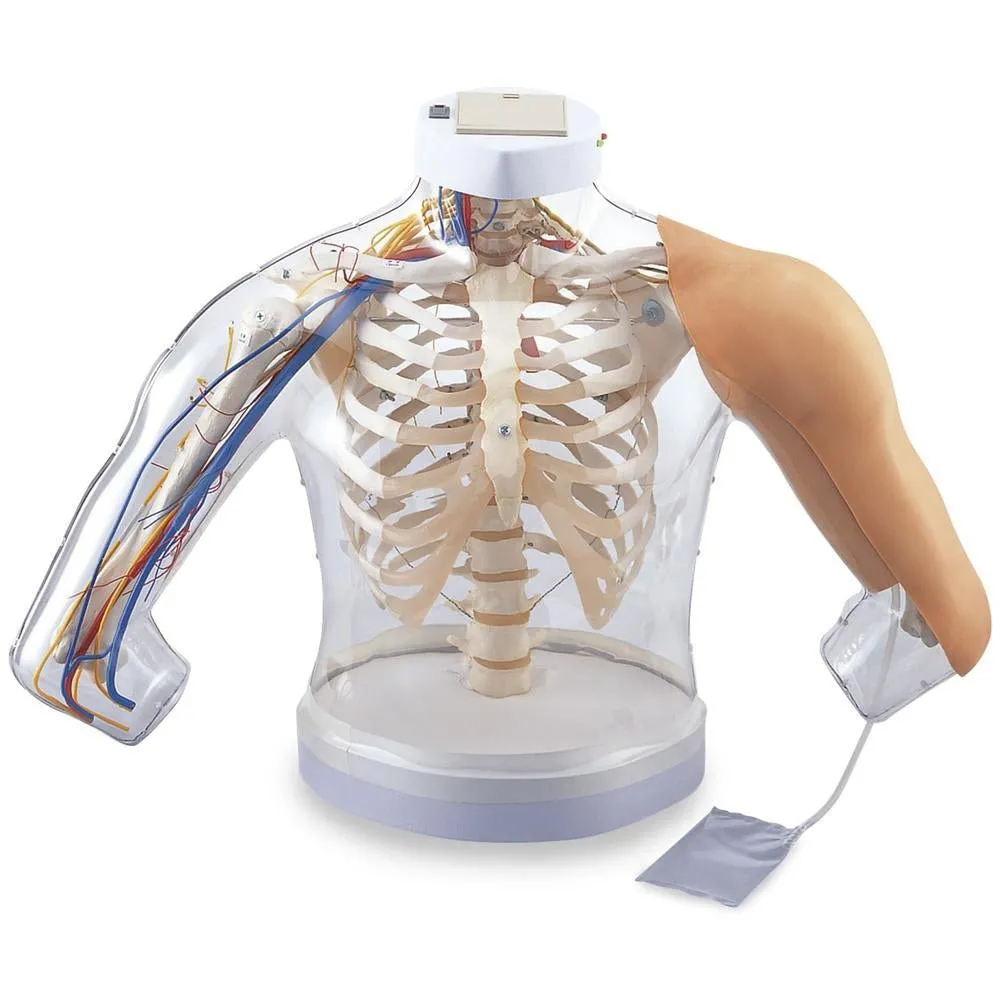 Intramuscular Injection Model of Upper Arm Muscles