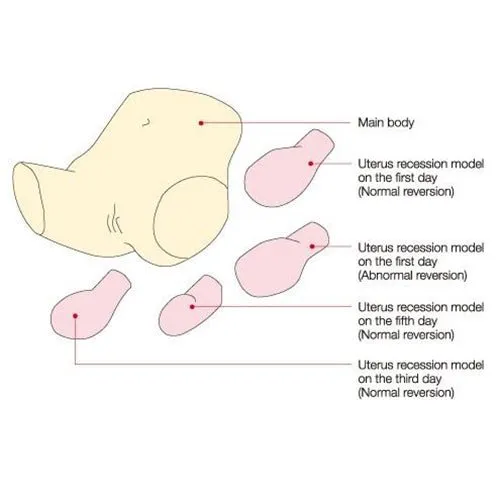 Koken Puerperal Uterus Palpation Training Model